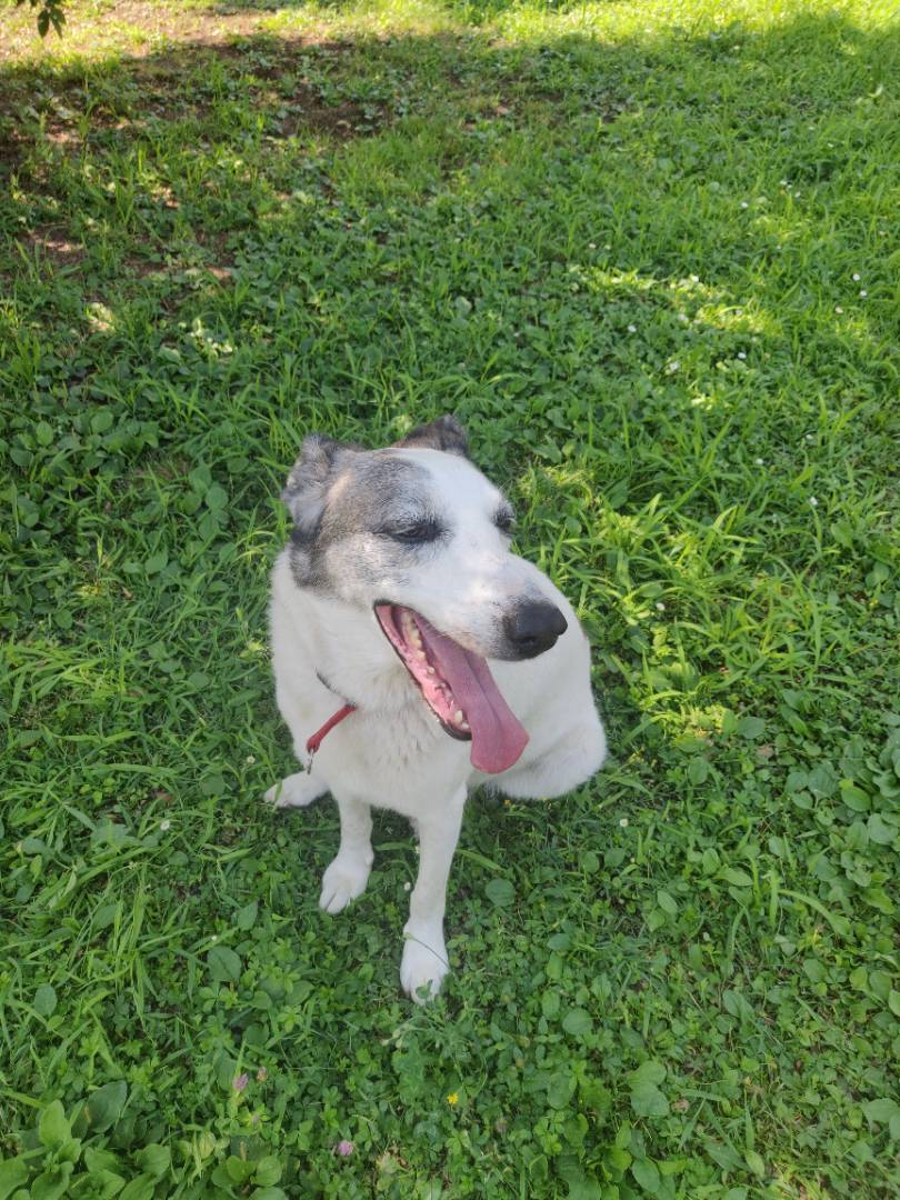 Vuoi adottare un cane a Monza?