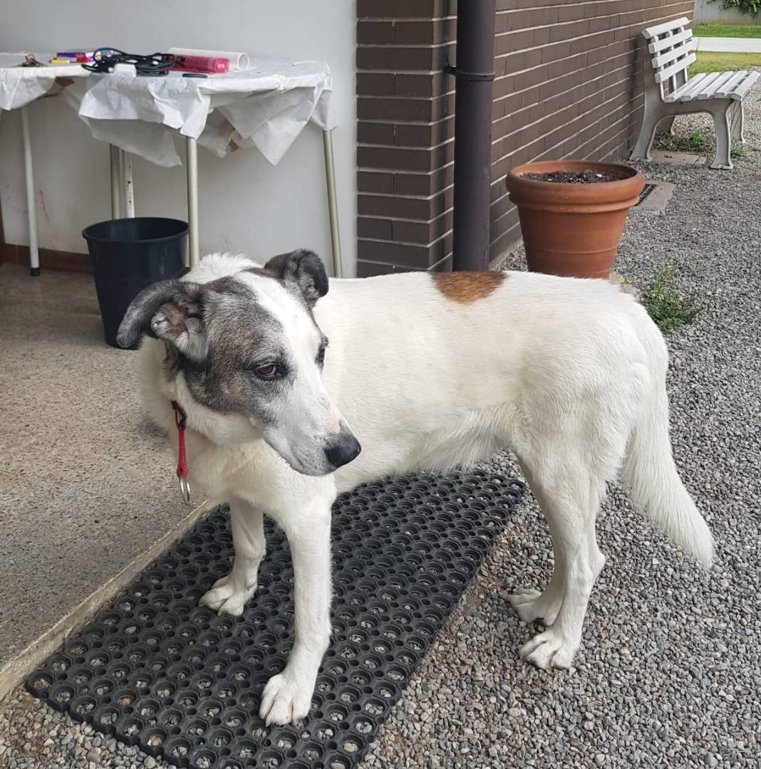 Adotta un cane, maschio, 11 anni e 11 mesi, Monza