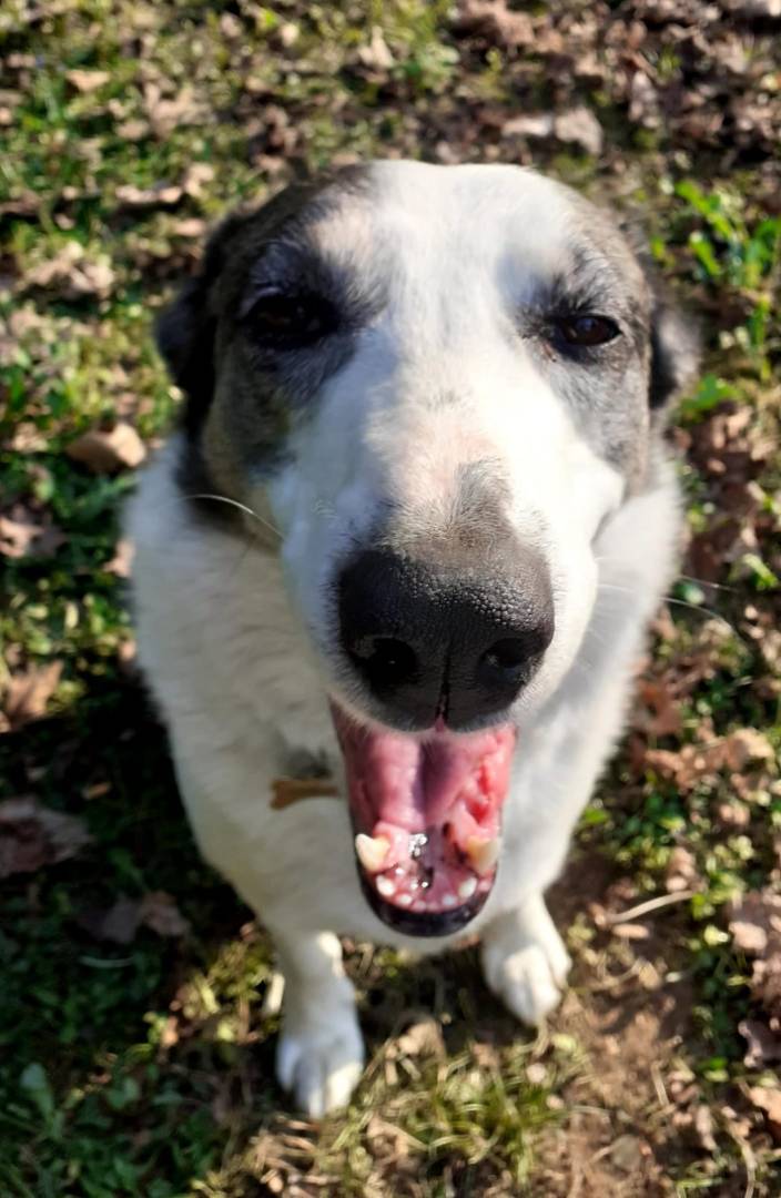 Adozione cane, maschio, meticcio, 11 anni e 11 mesi, taglia grande, Monza