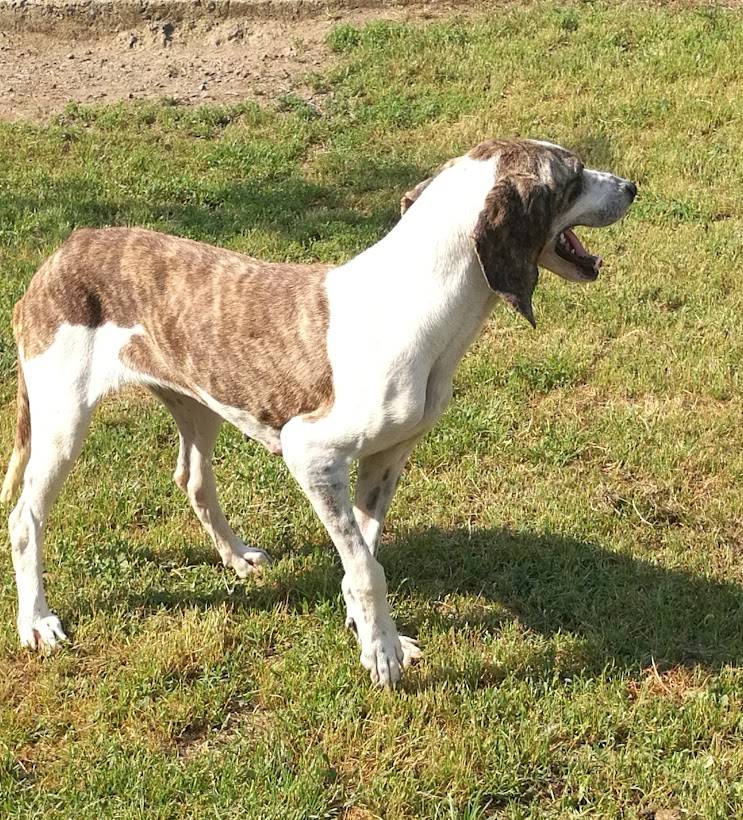 Adotta un cane, taglia media contenuta, femmina, Terni