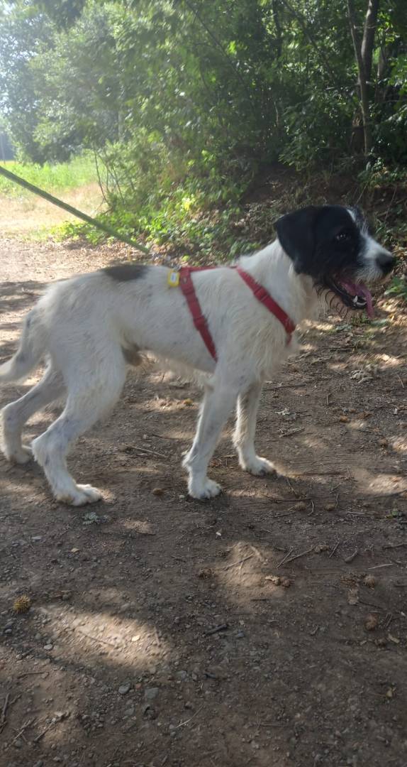 Adotta il cane Polpot a Terni