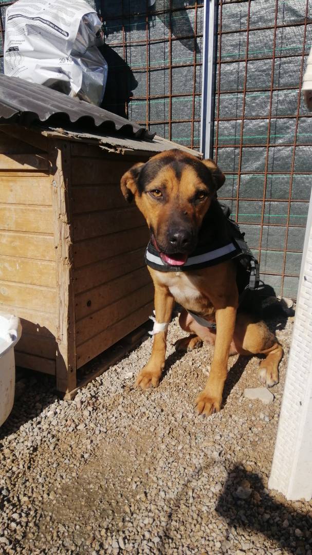 Adotta un cane, taglia media, maschio, Palermo