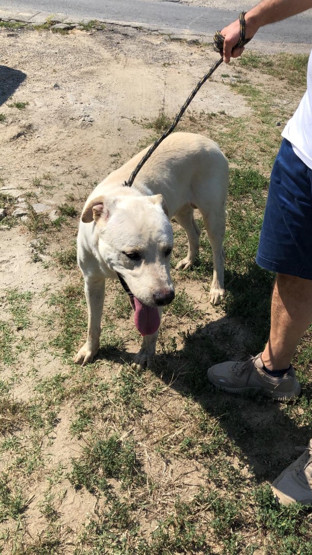 Adotta un cane, taglia grande, maschio, Pavia