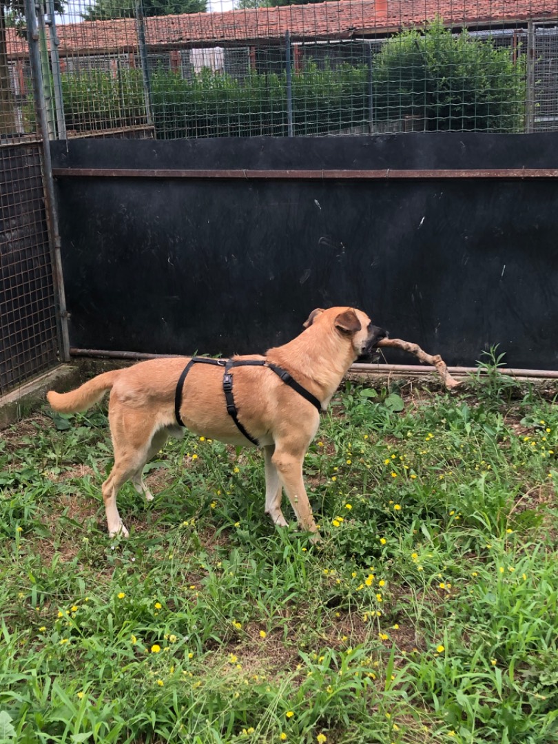 Vuoi adottare un cane a Milano?