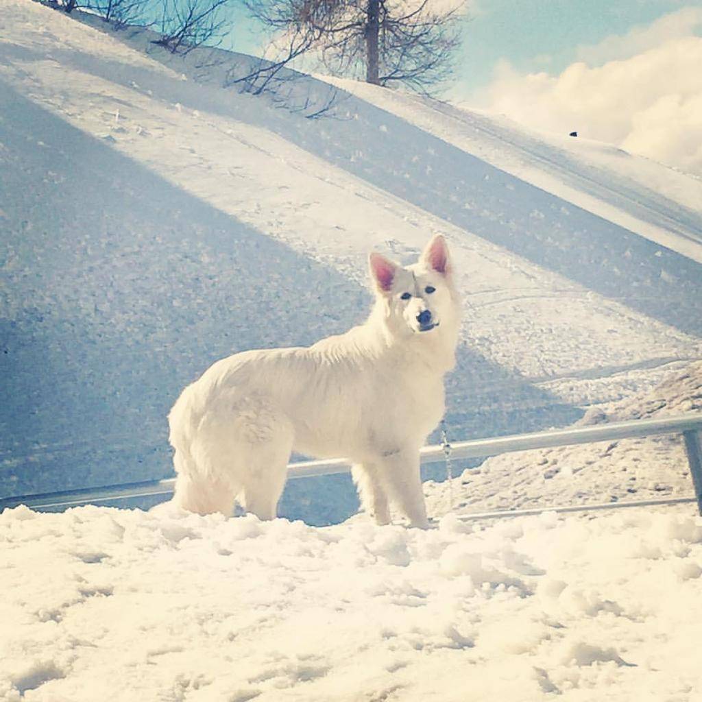 Adozione cane, femmina, meticcio, 11 anni e 7 mesi, taglia media, Milano