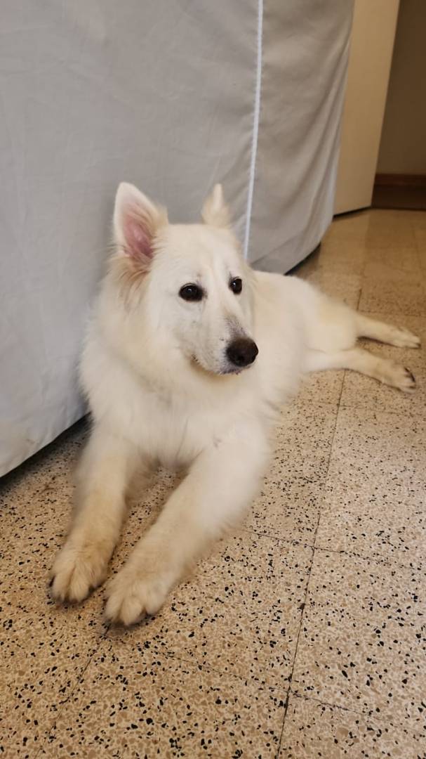 Adotta un cane, taglia media, femmina, Milano