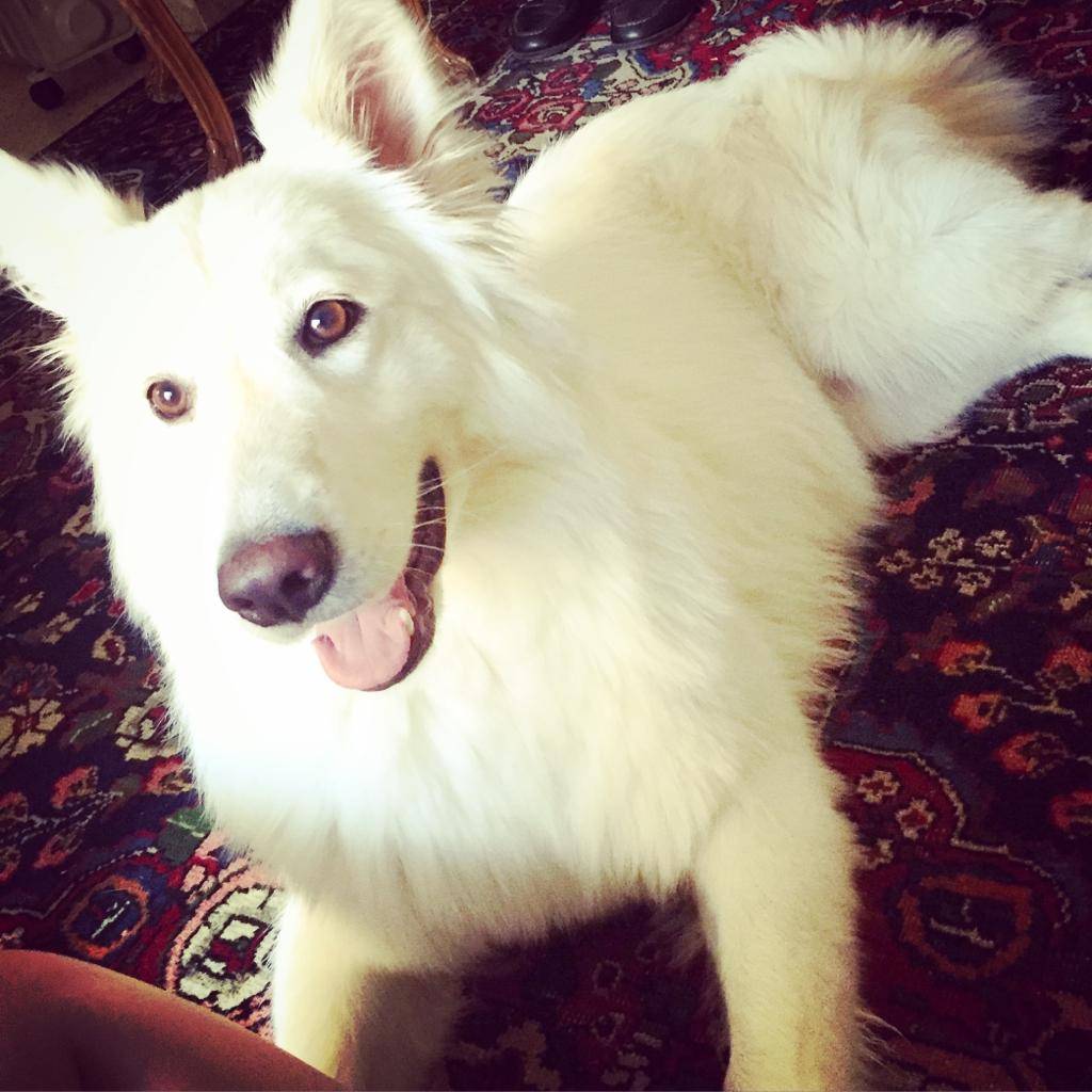 Vuoi adottare un cane a Milano?