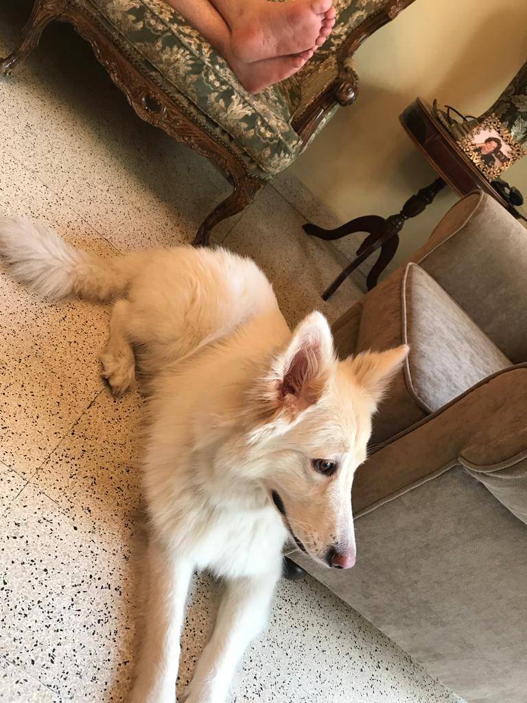 Adotta il cane LINDT a Milano