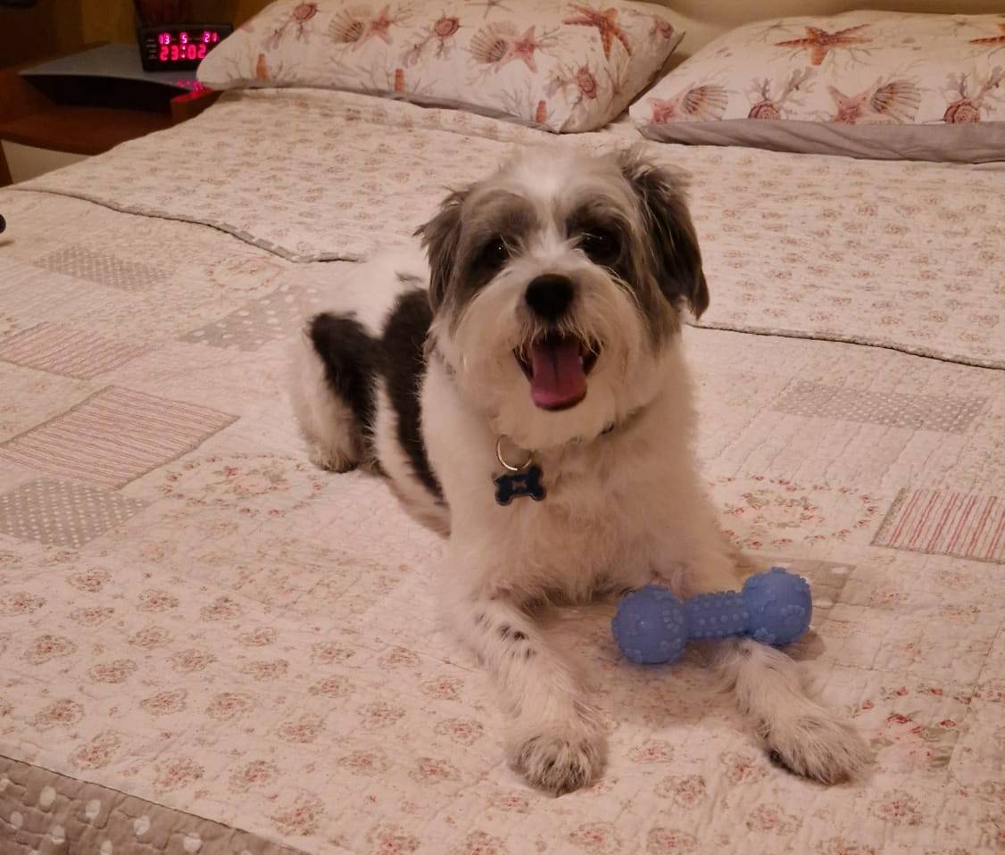 Adozione cane, maschio, Shih Tzu, 6 anni e 4 mesi, taglia piccola, Taranto