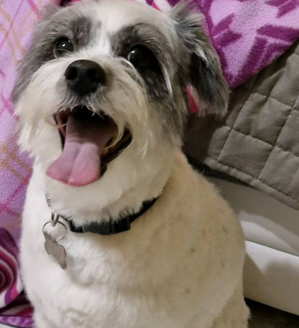Adotta un cane, maschio, 6 anni e 4 mesi, Taranto