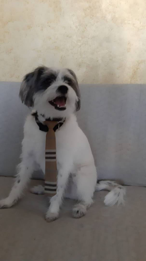 Adotta un cane, taglia piccola, maschio, Taranto