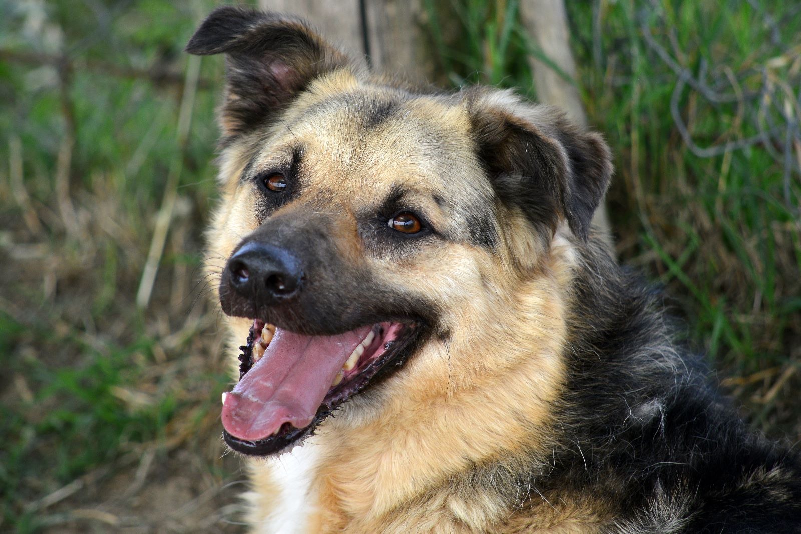 Adozione cane, maschio, Pastore tedesco, 8 anni e 7 mesi, taglia media, Roma