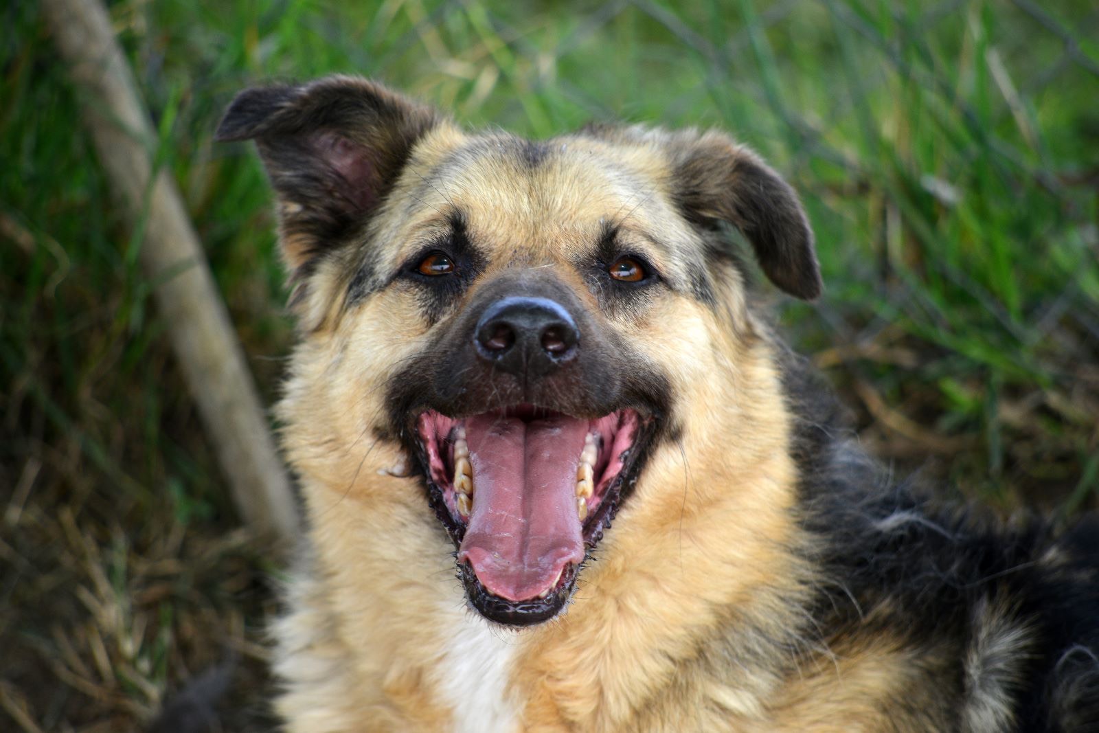 Adotta un cane, maschio, 8 anni e 7 mesi, Roma
