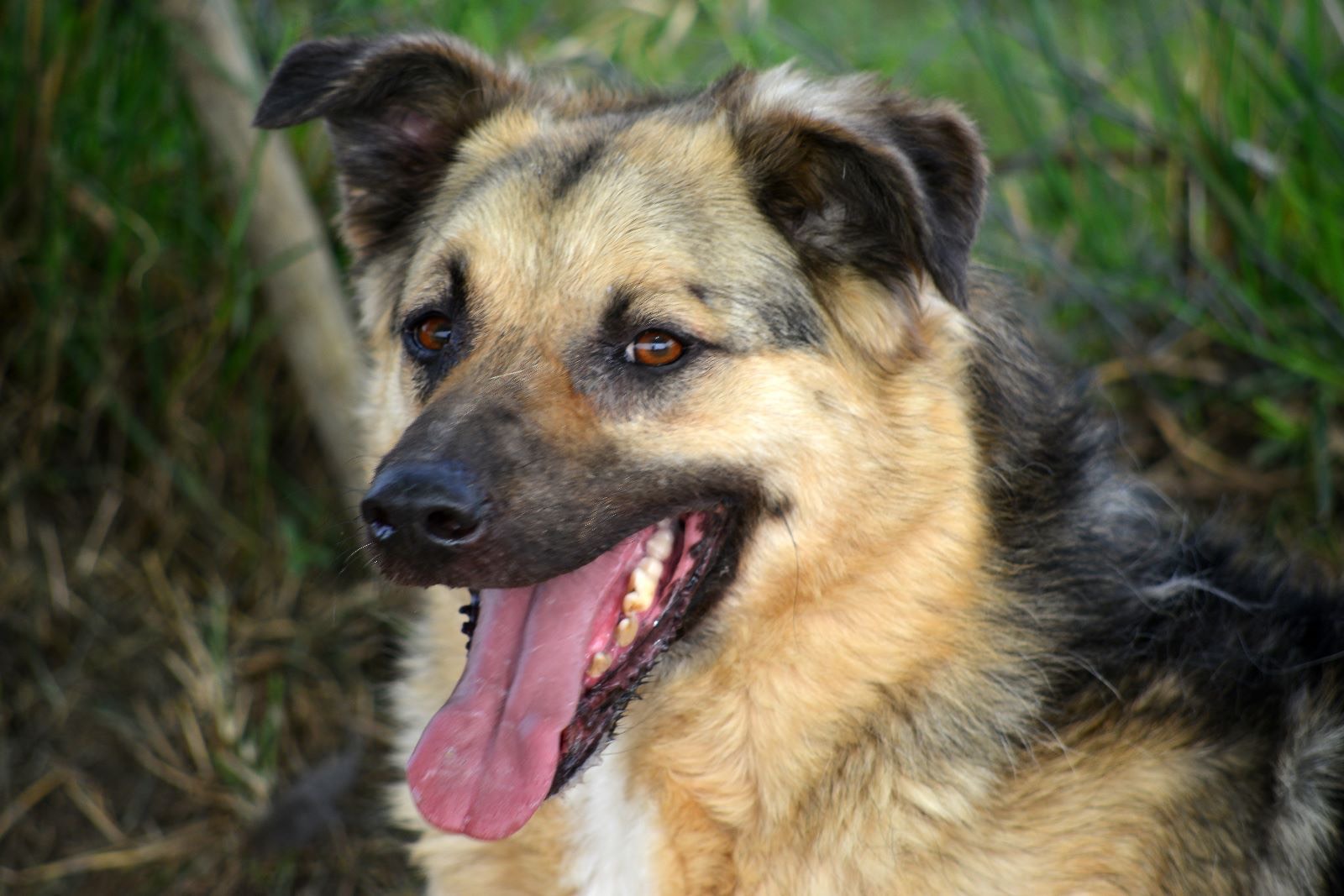 Adotta il cane Pako  a Roma