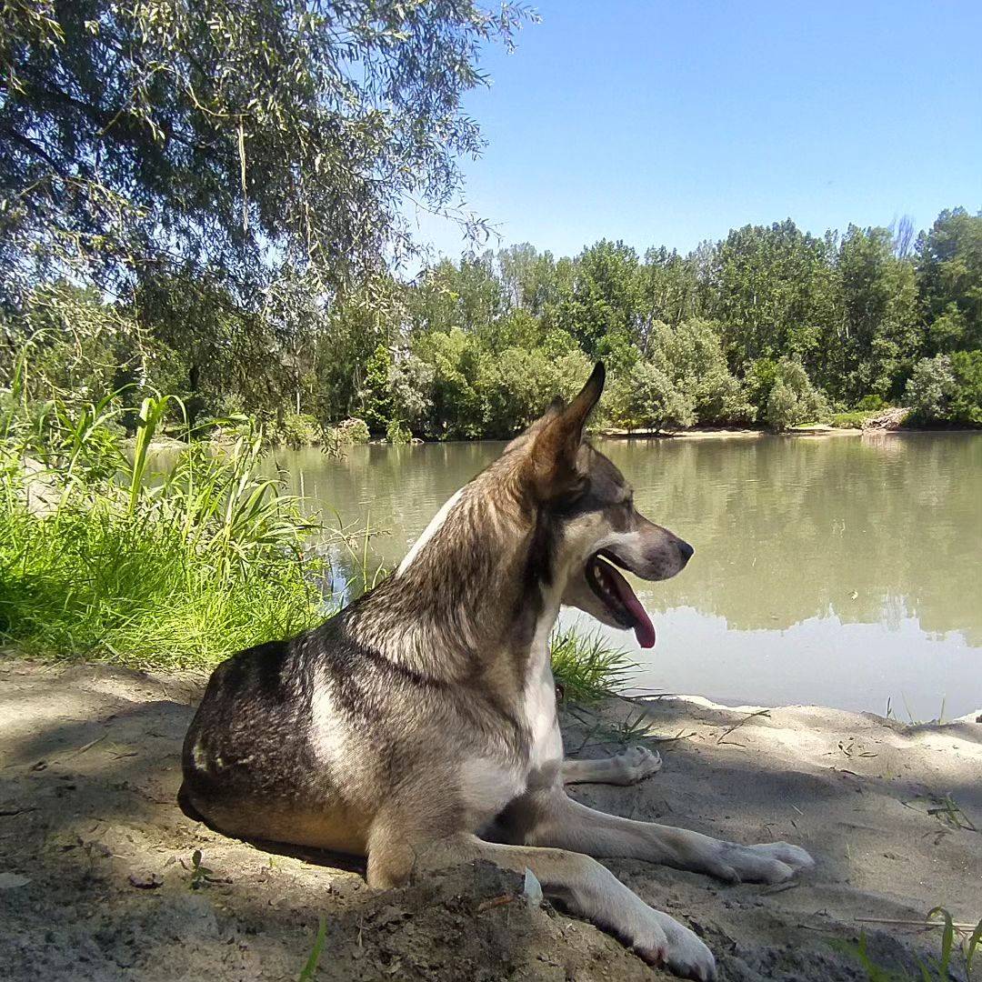 Vuoi adottare un cane a Torino?
