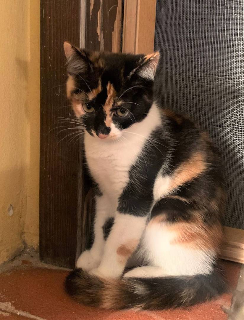 Adozione gatto, femmina, meticcio, 3 anni, taglia non valida, Bologna