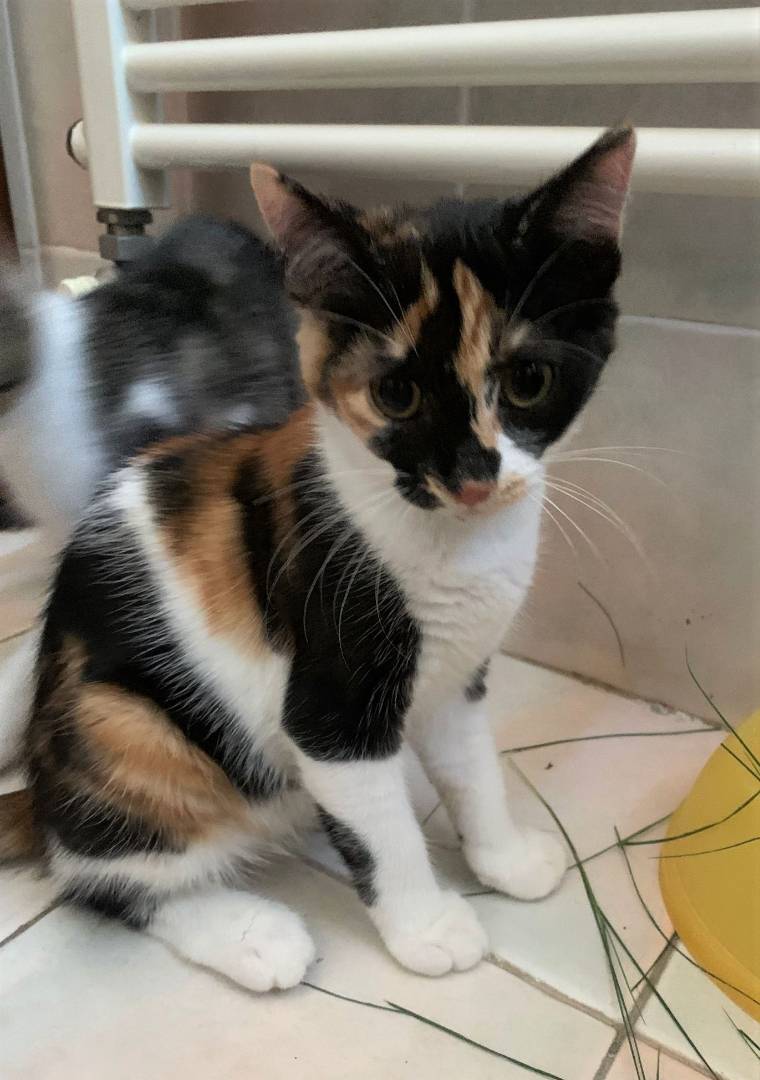 Adotta un gatto, femmina, 3 anni, Bologna