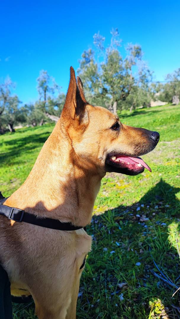 Adotta un cane, femmina, 5 anni  e 10 mesi , Barletta