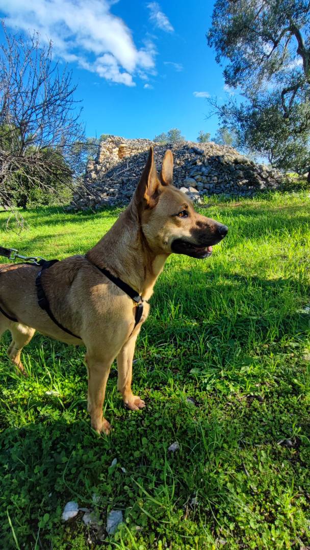 Adotta un cane, taglia media, femmina, Barletta