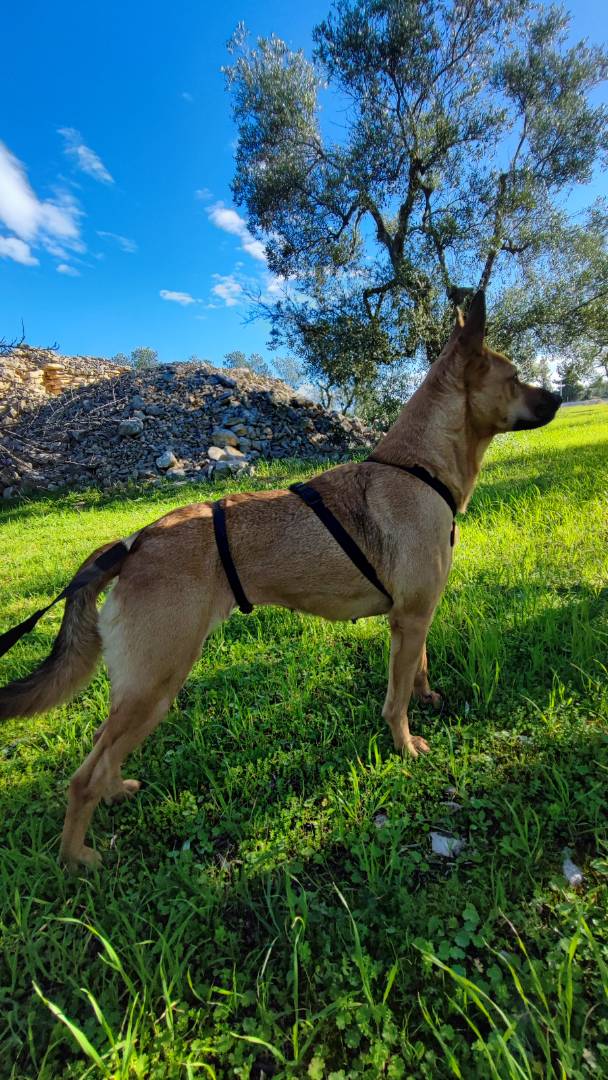 Vuoi adottare un cane a Barletta?