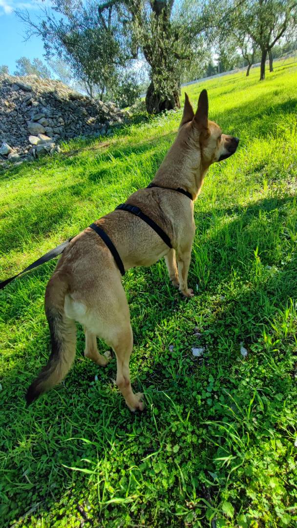 Adotta il cane Mia a Barletta