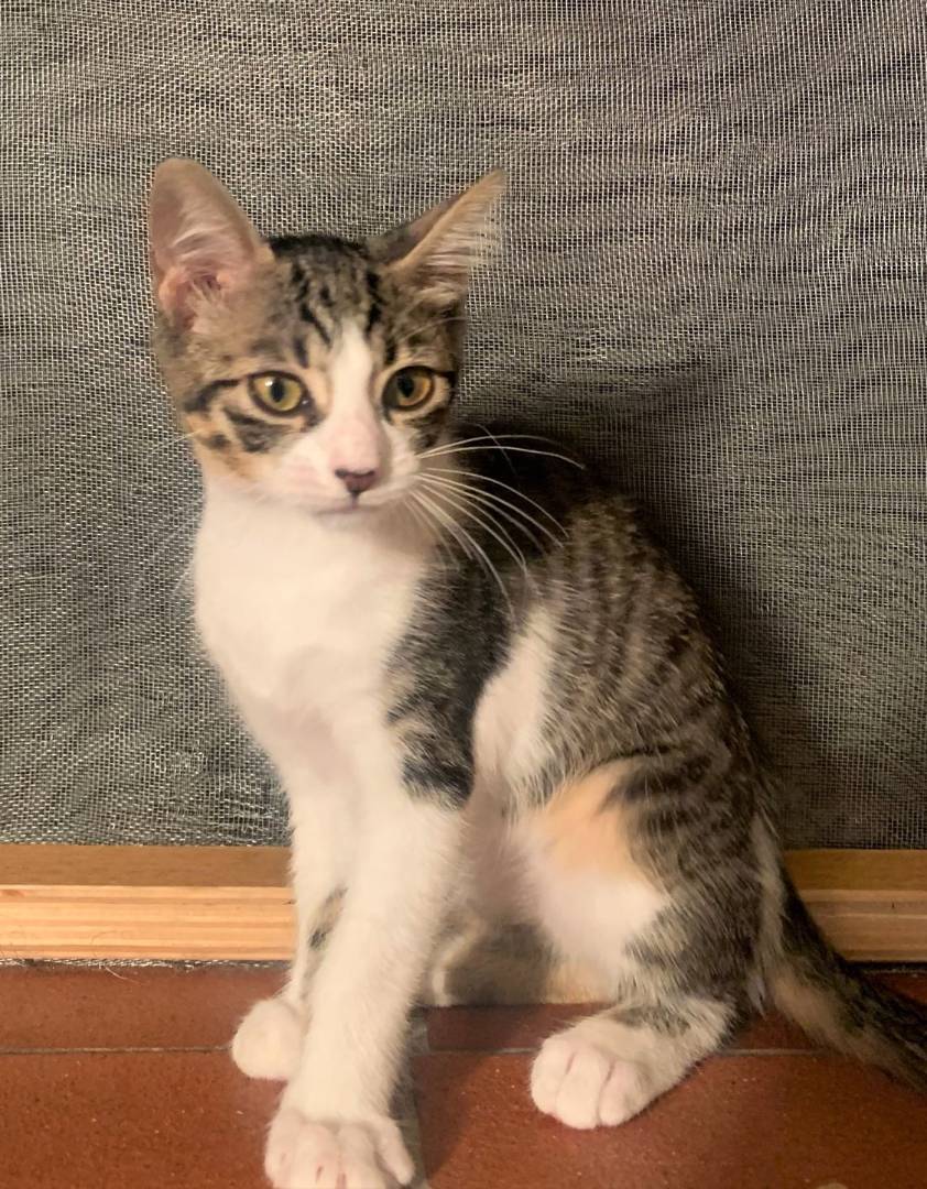 Adozione gatto, femmina, meticcio, 3 anni, taglia non valida, Bologna