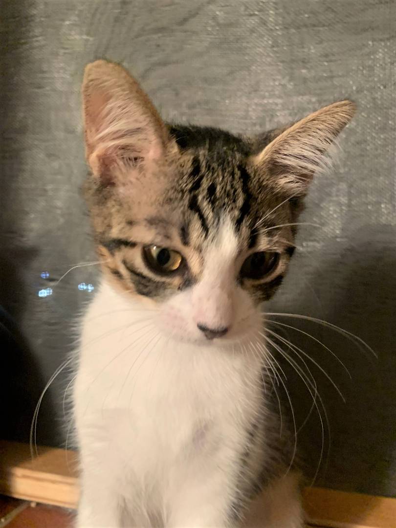 Adotta un gatto, femmina, 3 anni, Bologna