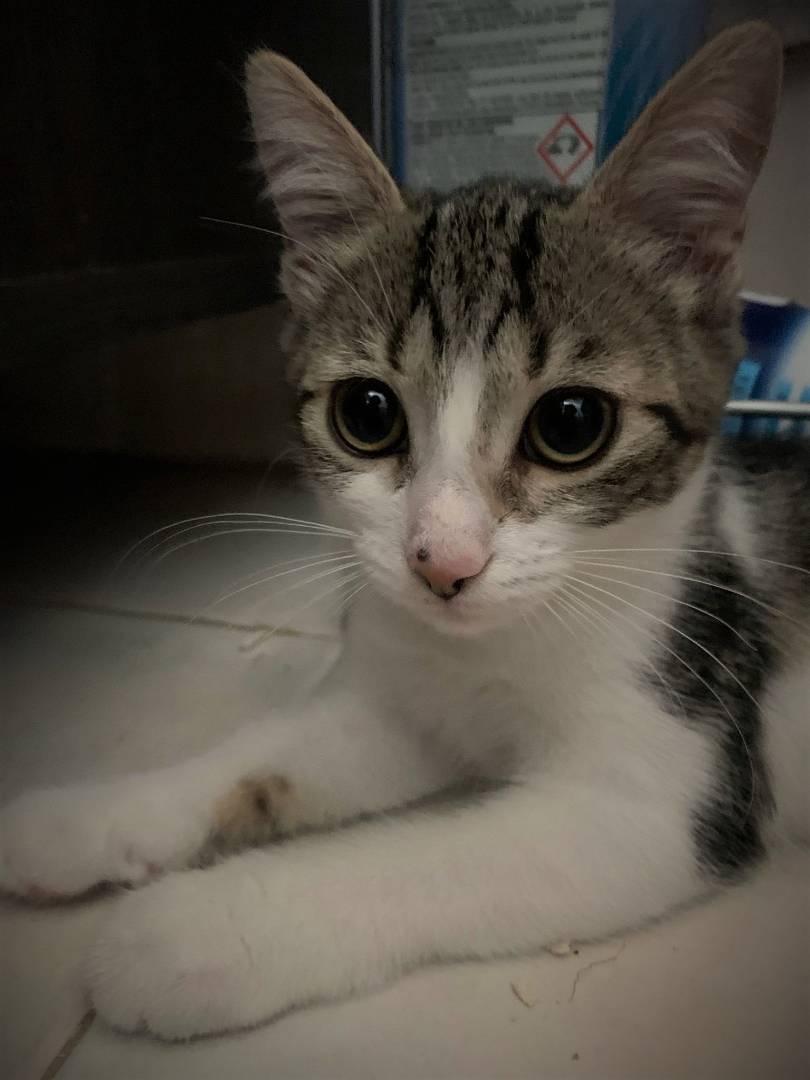 Adotta un gatto, taglia non valida, femmina, Bologna