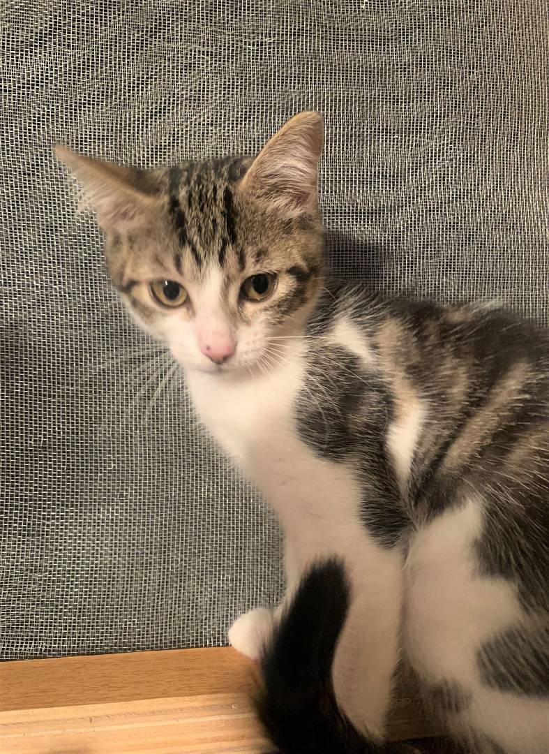 Adozione gatto, femmina, meticcio, 3 anni, taglia non valida, Bologna