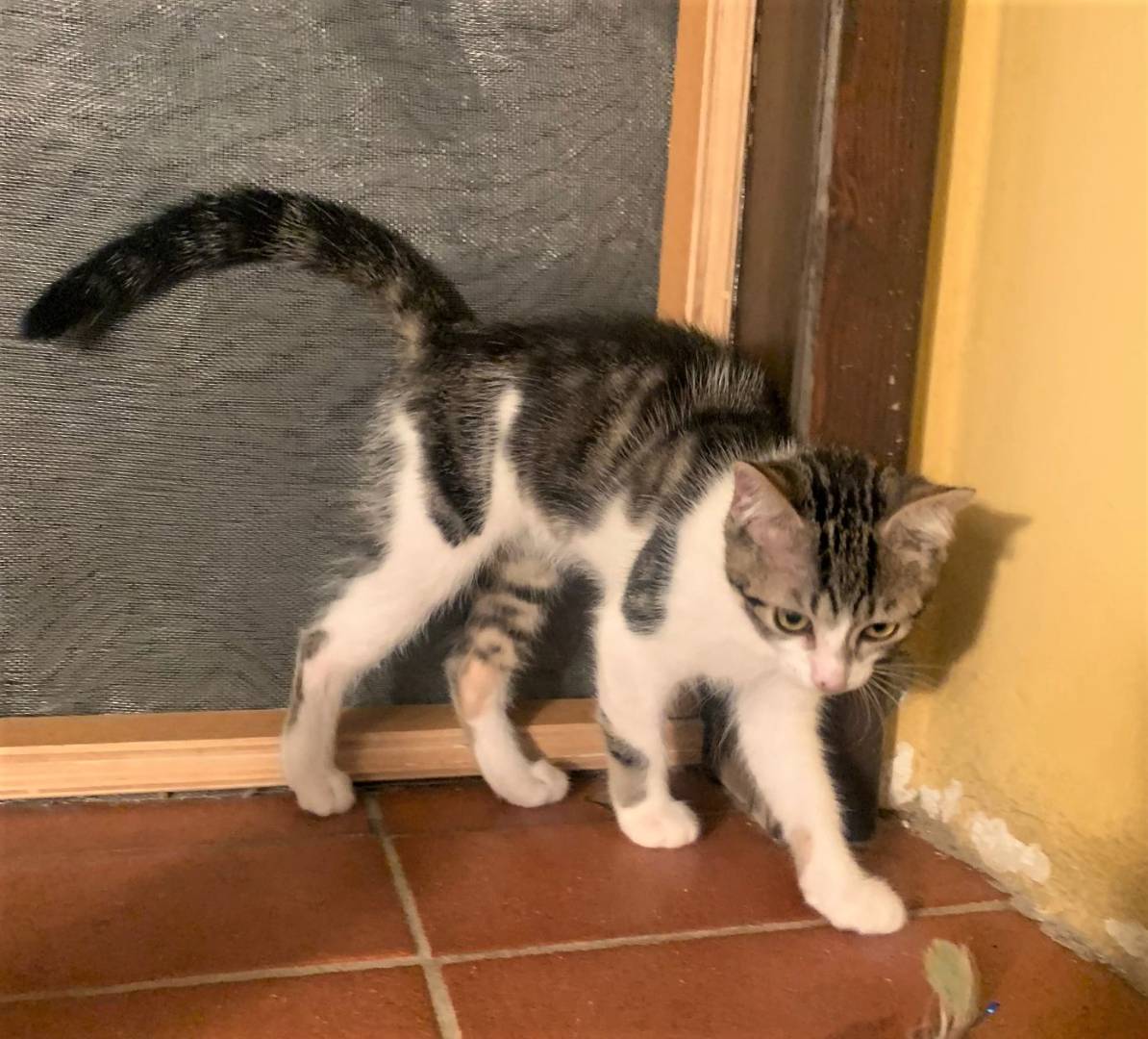 Adotta un gatto, femmina, 3 anni, Bologna