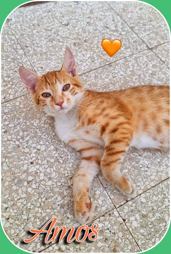 Adotta un gatto, maschio, 5 mesi, Bari