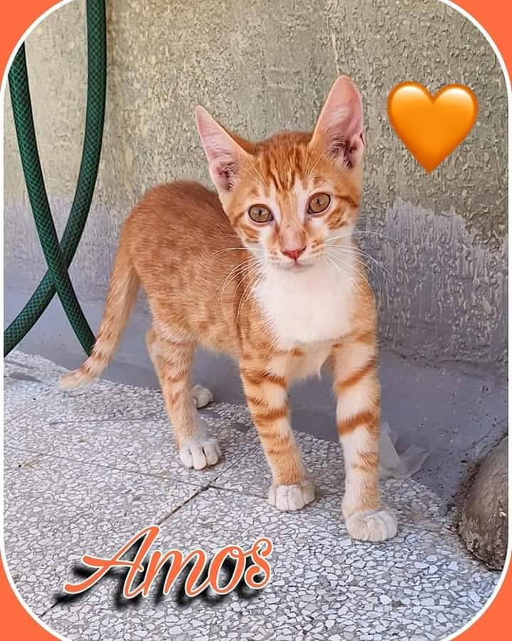 Adotta un gatto, taglia non valida, maschio, Bari