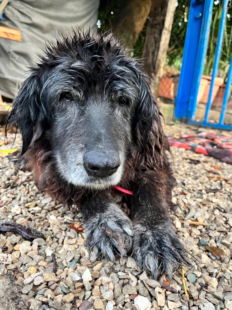 Adotta un cane, femmina, 16 anni e 3 mesi, Chieti