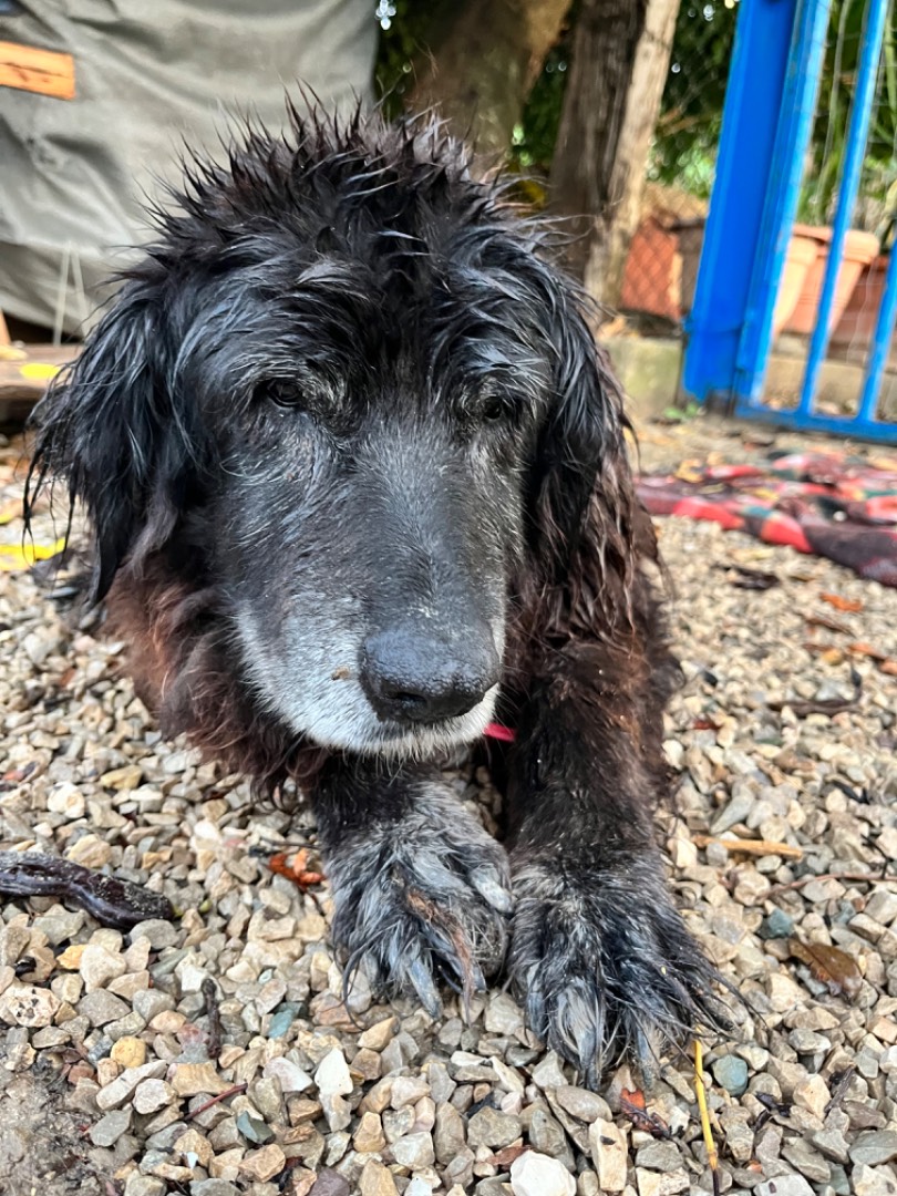 Adotta un cane, taglia grande, femmina, Chieti