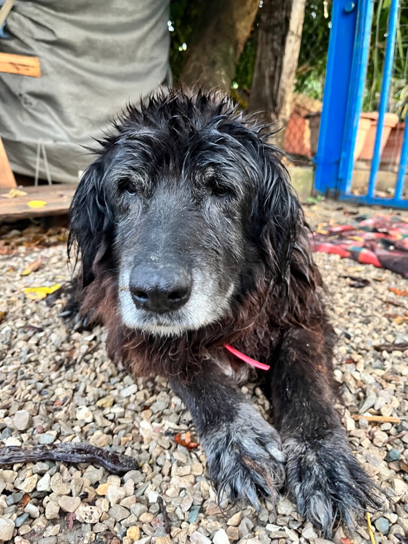 Vuoi adottare un cane a Chieti?