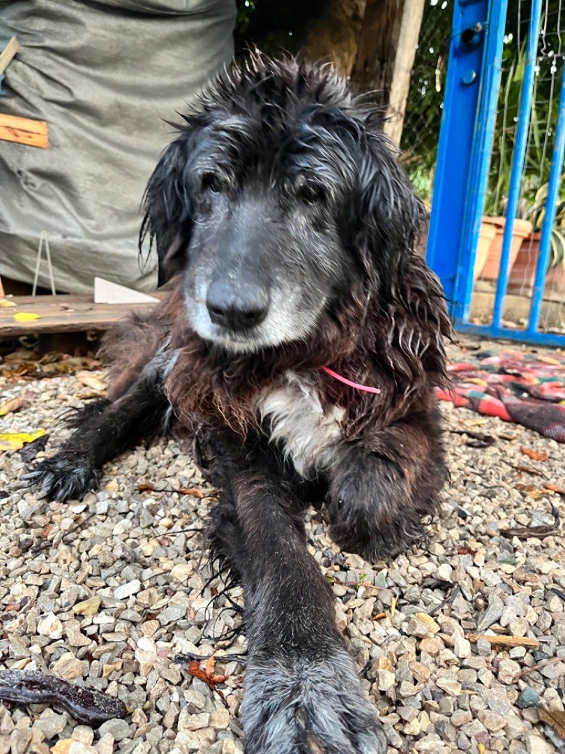 Adotta il cane NONNA NERINA a Chieti