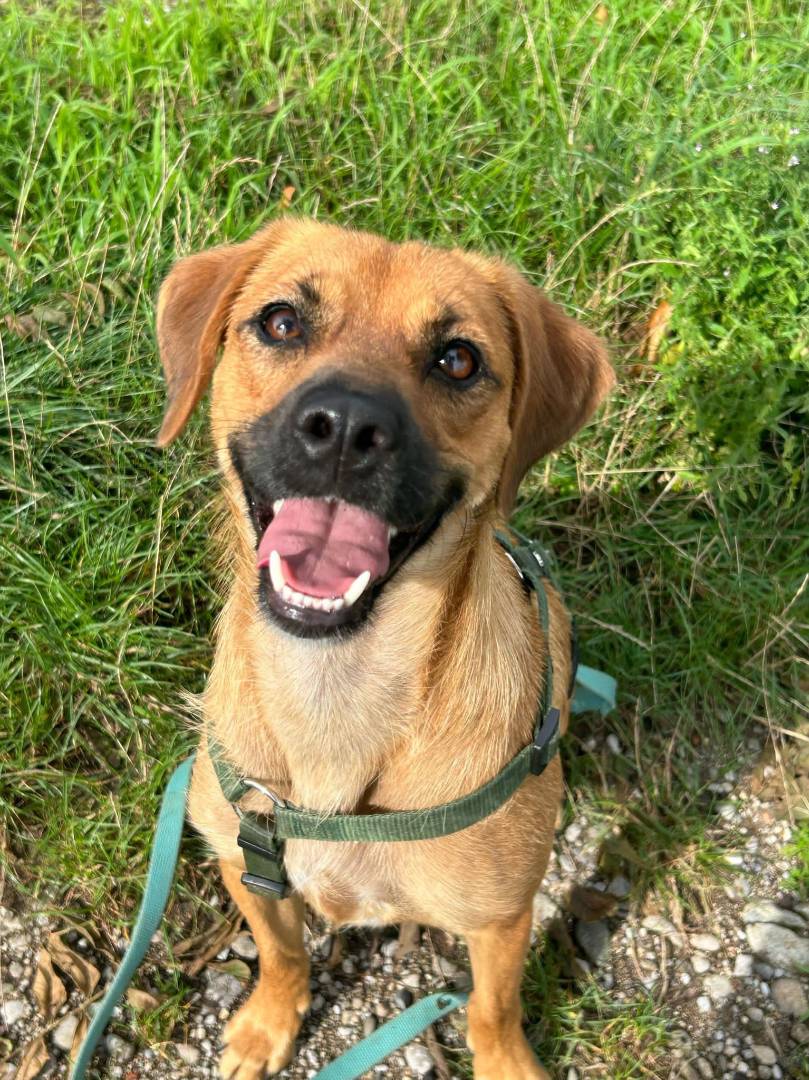 Adozione cane, femmina, meticcio, 5 anni e 9 mesi, taglia media contenuta, Milano