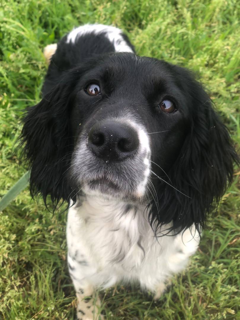 Adozione cane, femmina, meticcio, 3 anni e 9 mesi, taglia media contenuta, Milano