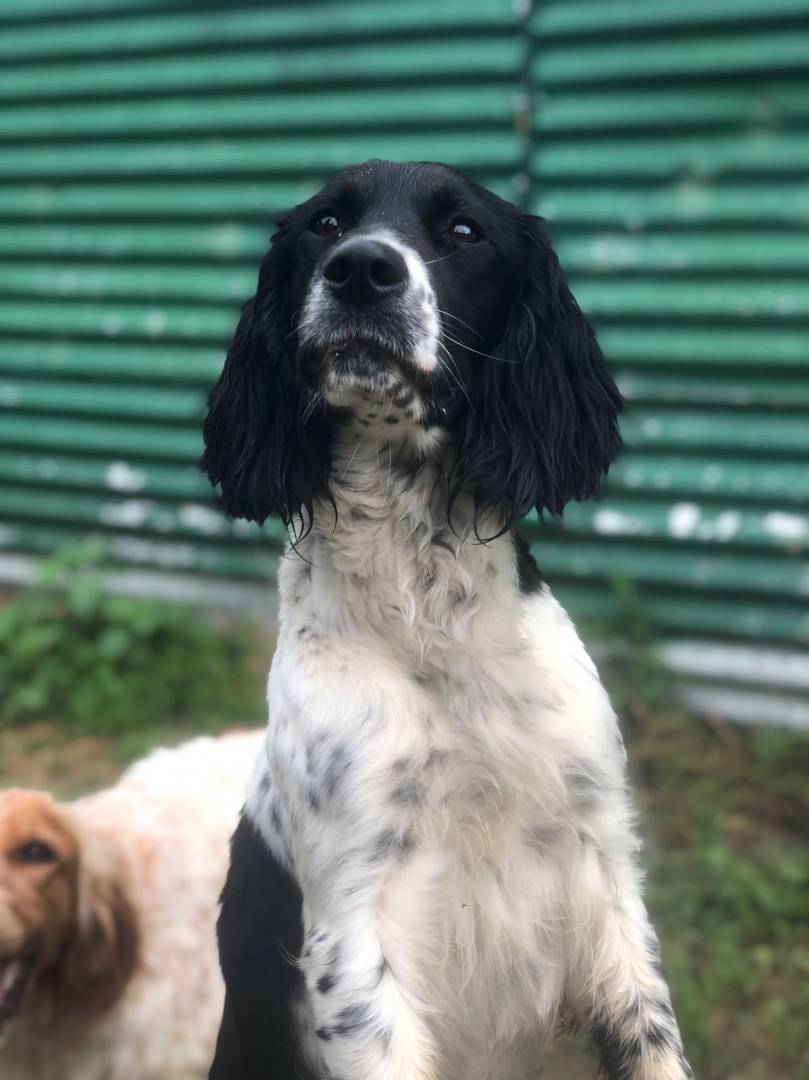 Adotta un cane, femmina, 3 anni e 9 mesi, Milano