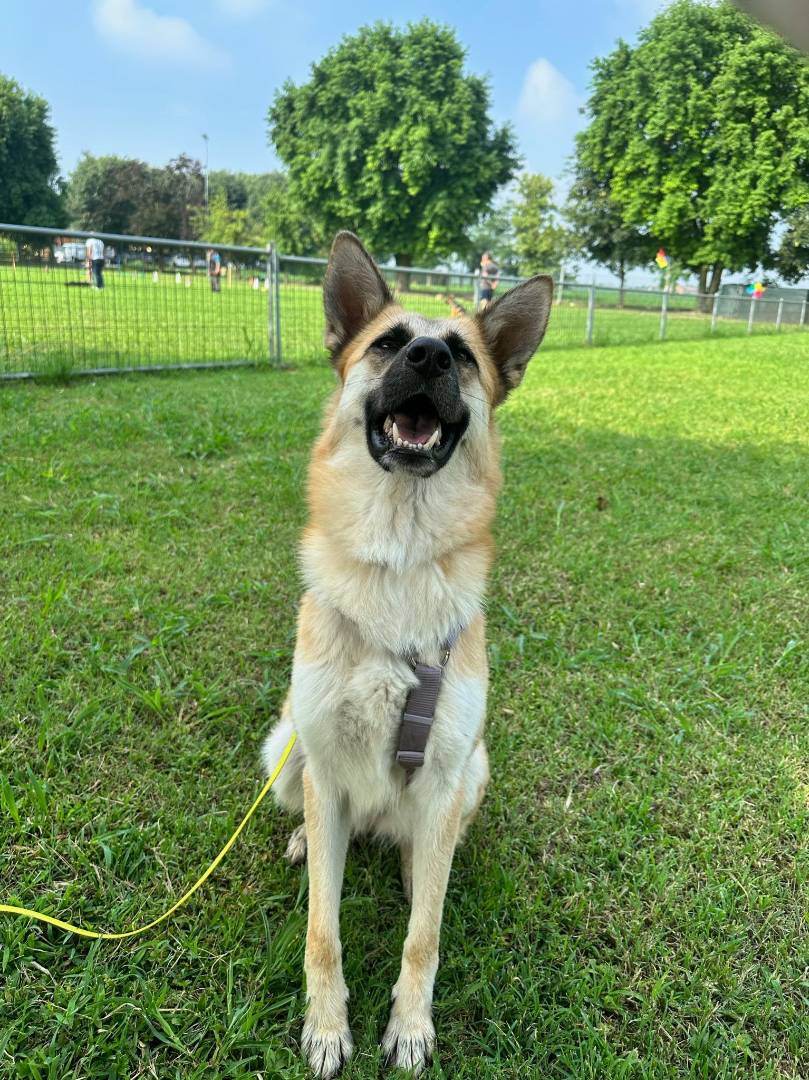 Adozione cane, femmina, meticcio, 4 anni e 9 mesi, taglia media, Milano