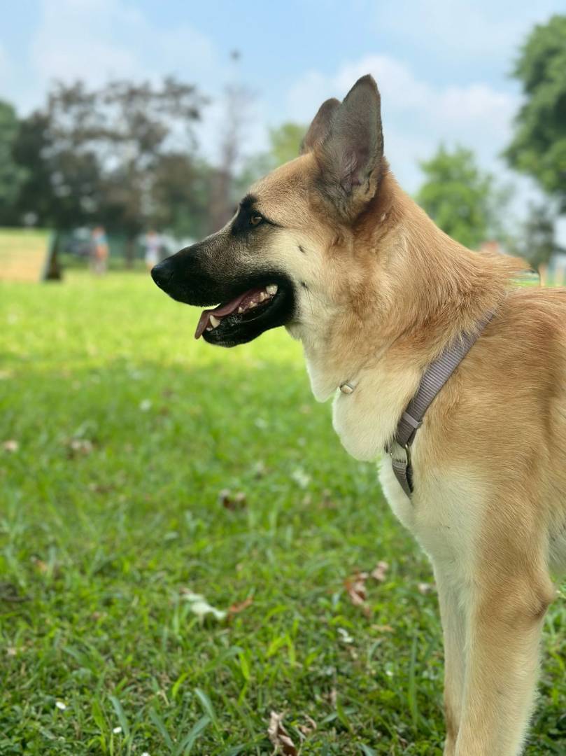 Adotta un cane, femmina, 4 anni e 9 mesi, Milano