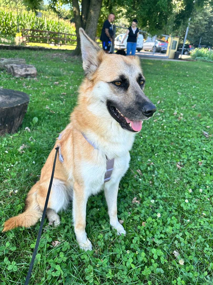 Adotta un cane, taglia media, femmina, Milano