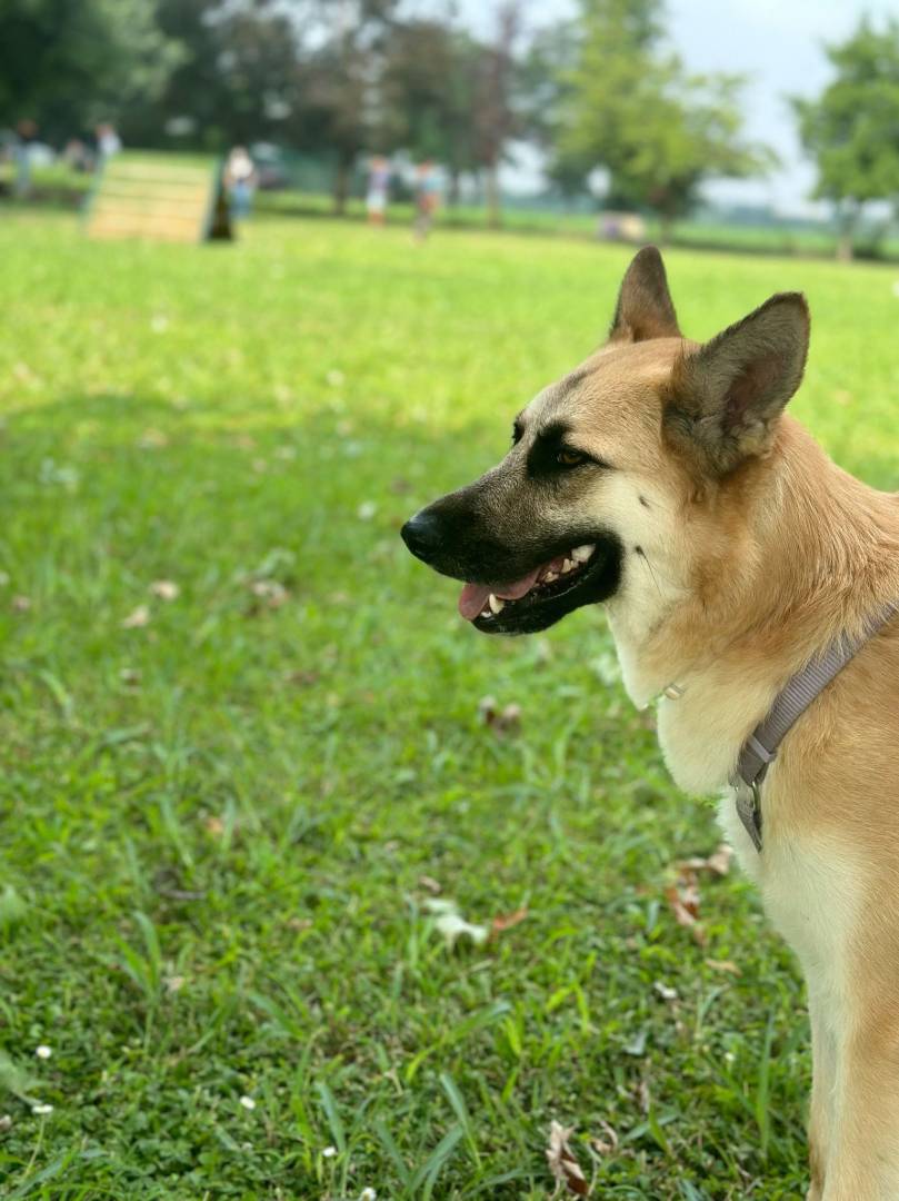 Vuoi adottare un cane a Milano?
