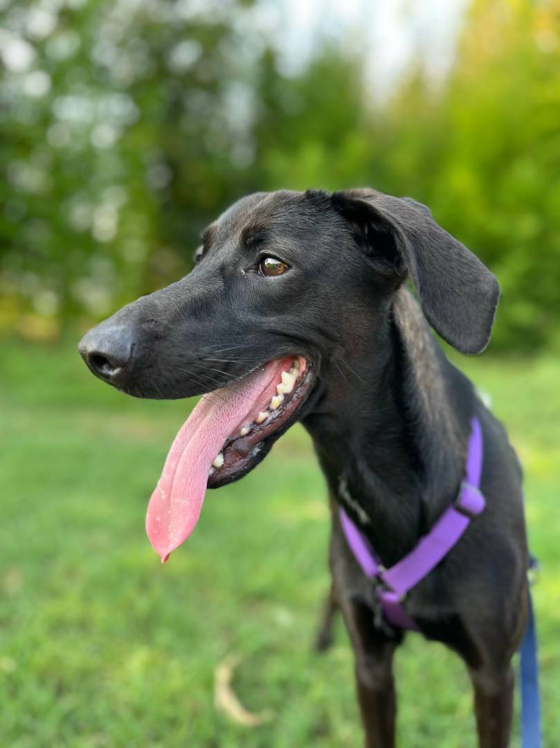 Adozione cane, femmina, meticcio, 4 anni e 9 mesi, taglia media contenuta, Milano