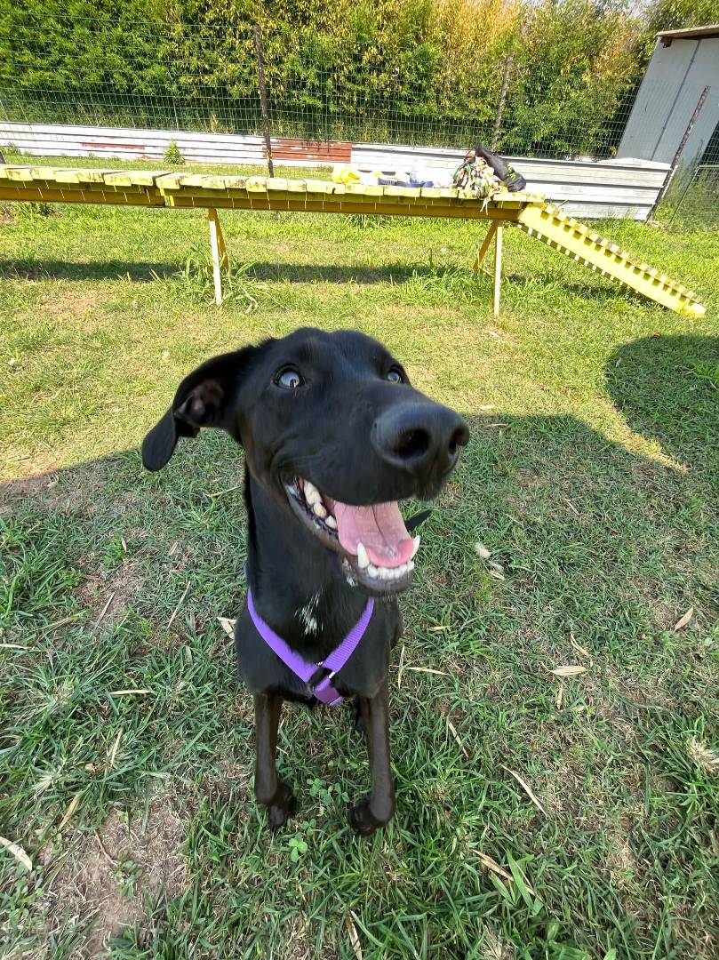 Adotta un cane, femmina, 4 anni e 9 mesi, Milano
