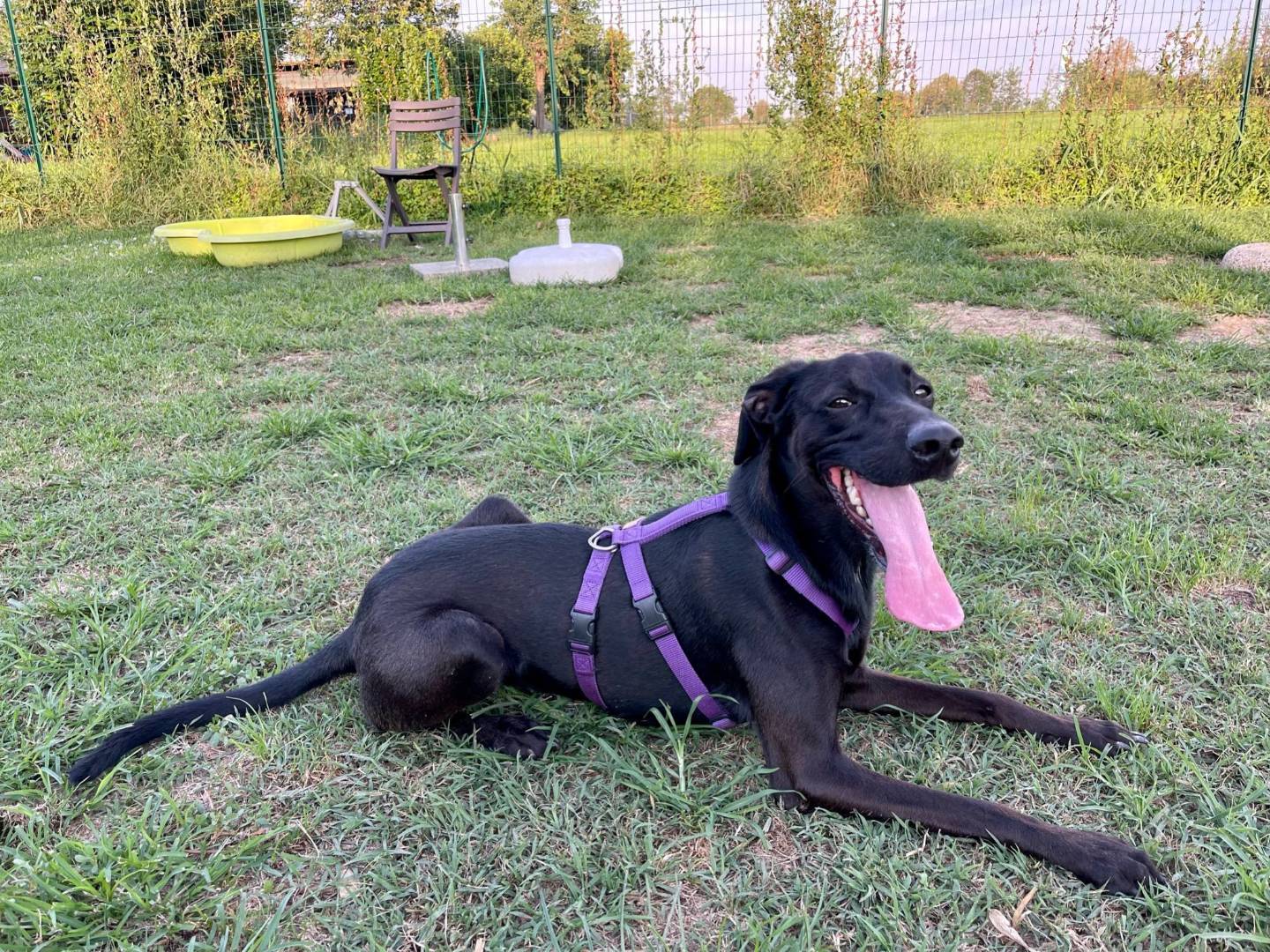 Vuoi adottare un cane a Milano?