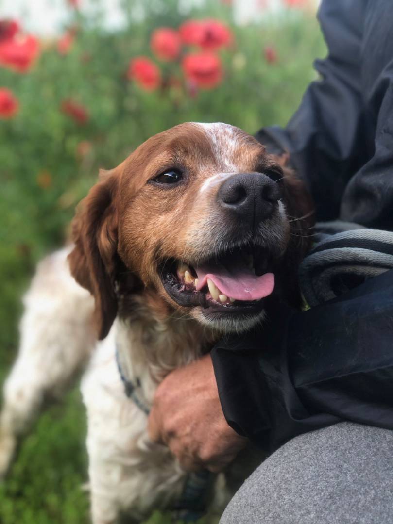 Adozione cane, maschio, meticcio, 8 anni e 9 mesi, taglia media contenuta, Milano