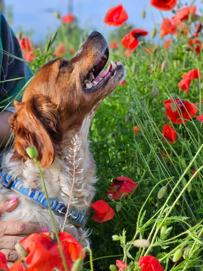 Adotta un cane, maschio, 8 anni e 9 mesi, Milano