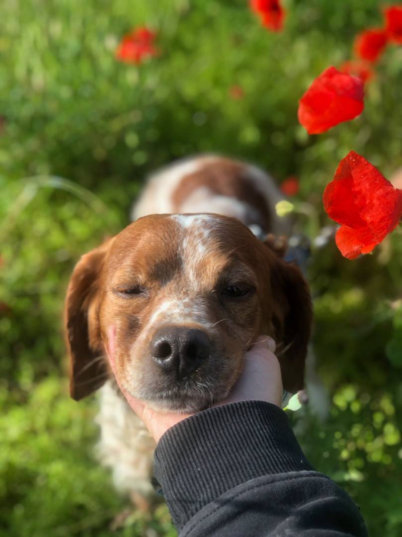 Adotta un cane, taglia media contenuta, maschio, Milano