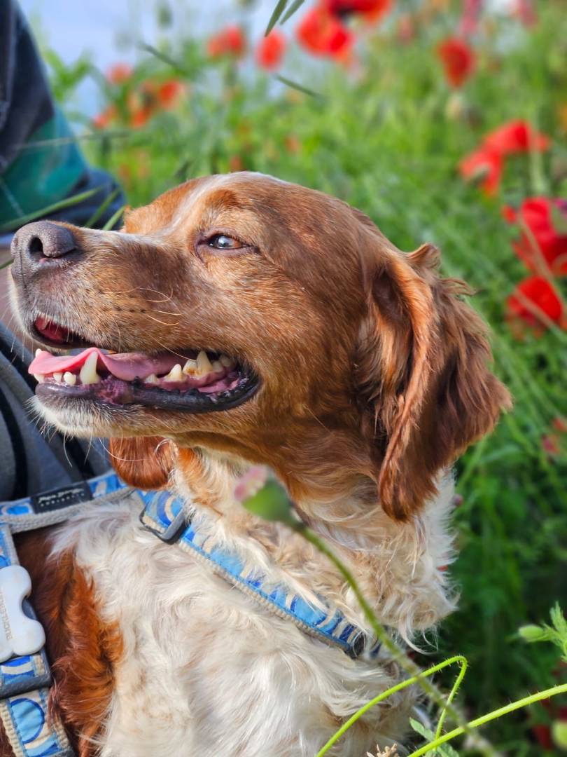 Vuoi adottare un cane a Milano?